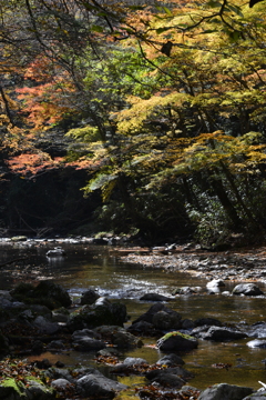 雑木林の紅葉　➁。。。！