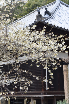 うば桜．．春が来た　➂。。。！