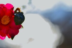 震える寒椿　②。。。！
