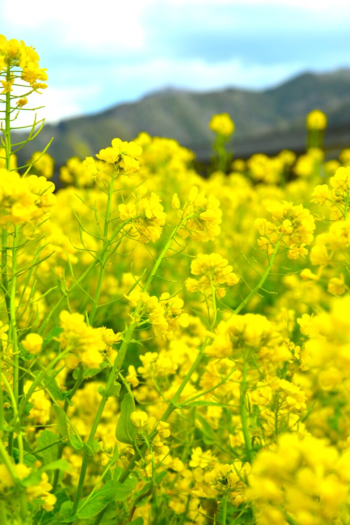 黄色の絨毯　➁。。。！