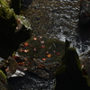 last　autumn　②。。。！