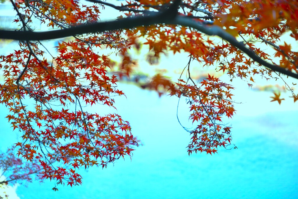 不老庵と紅葉　⑤。。。！