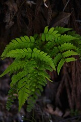 みどりの日　③。。。！