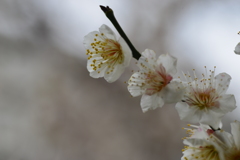 白いベールの花たち　⑤。。。！