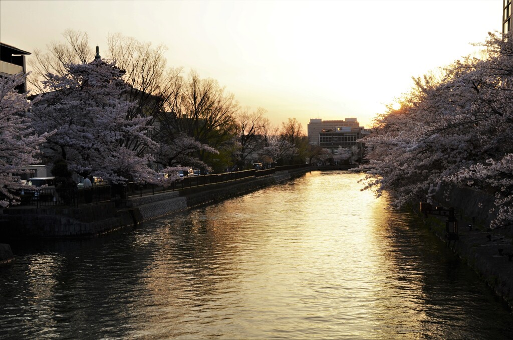 夕日が疎水を染める頃。。。！