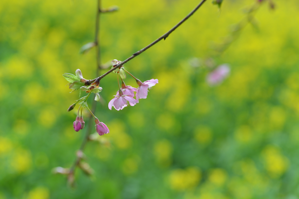 春一番．．寒桜　➁。。。！