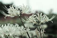 白い彼岸花　②。。。！