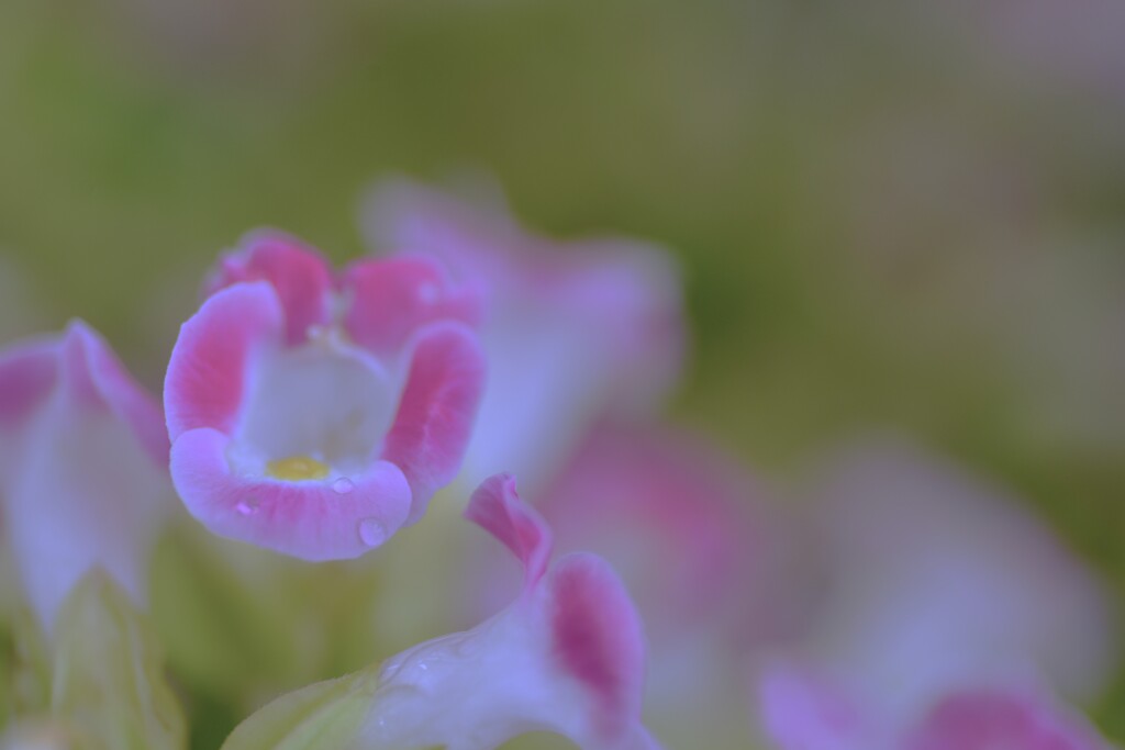 やさしい涙　②。。。！