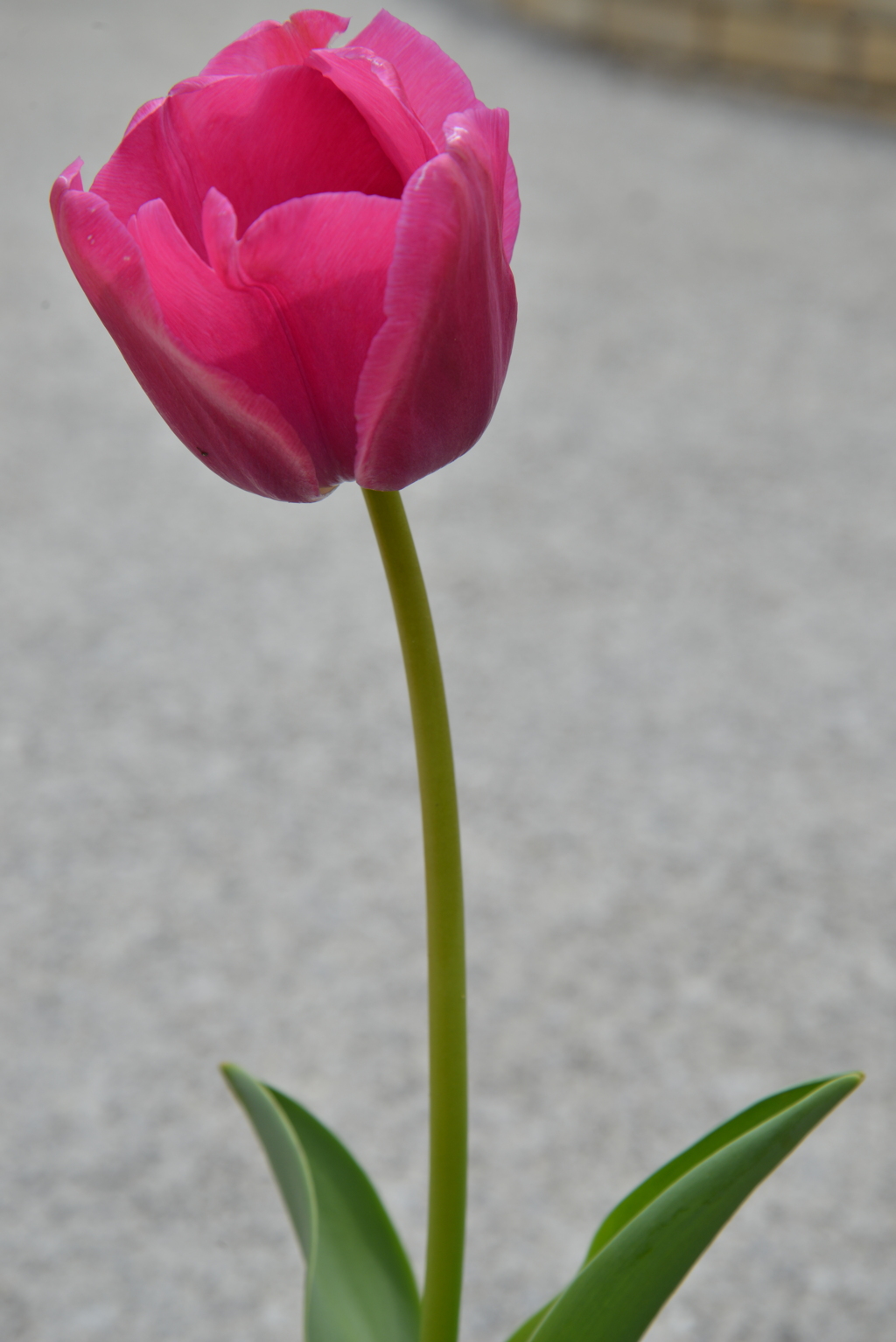 チューリップの咲く公園　⑤。。。！