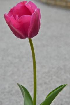 チューリップの咲く公園　⑤。。。！