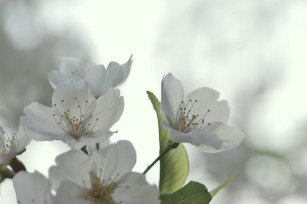 うば桜　②。。。！