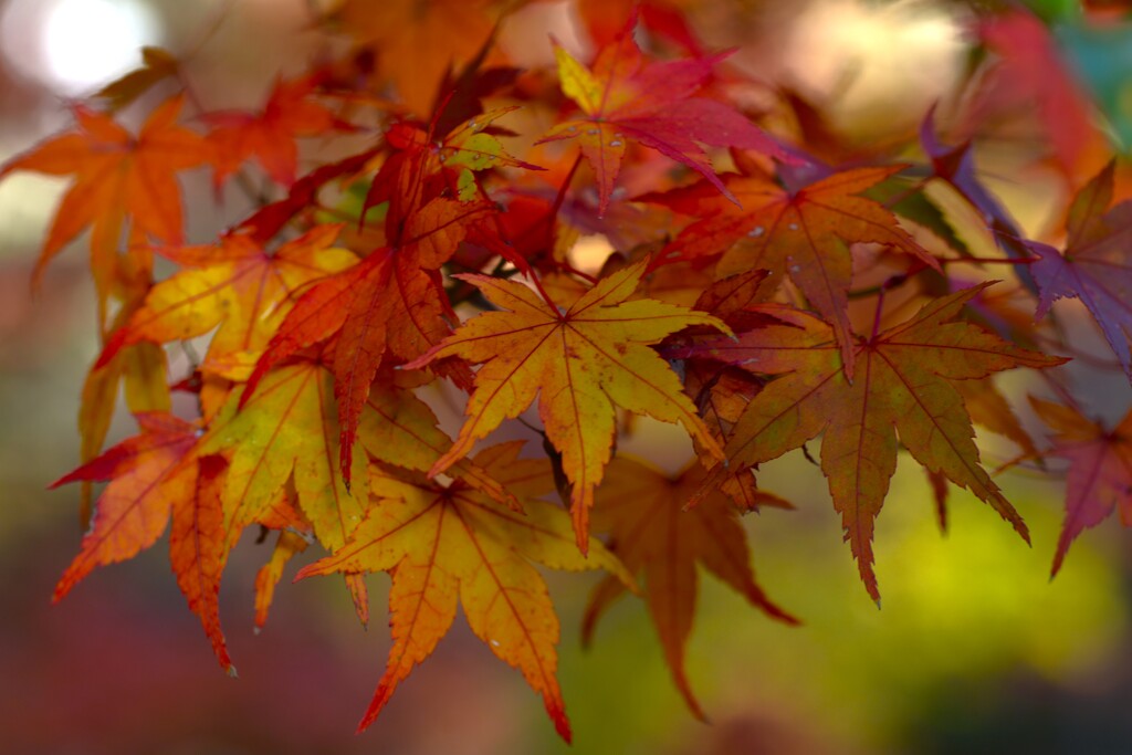 折り重なる秋彩　。。。！