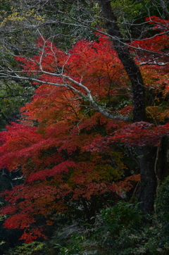 秋の玉川　⑥。。。！