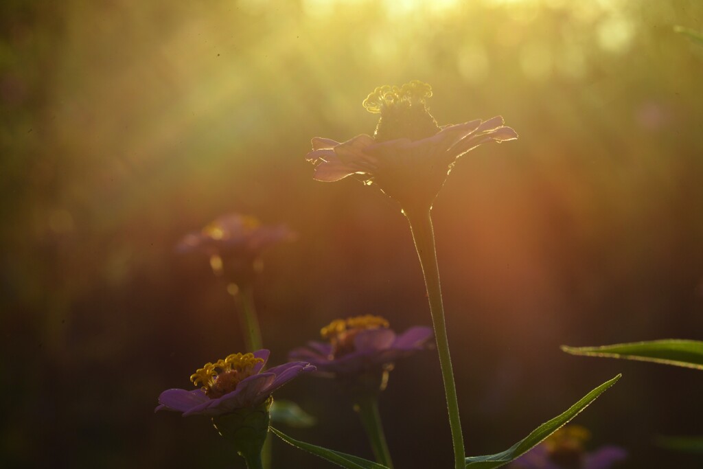 夕陽にキラキラ煌めく　➂。。。！