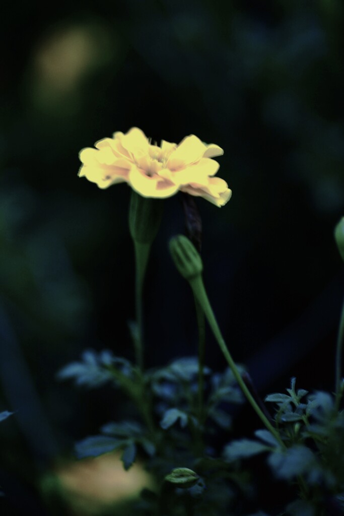 もの悲しくも強く　⑦。。。！