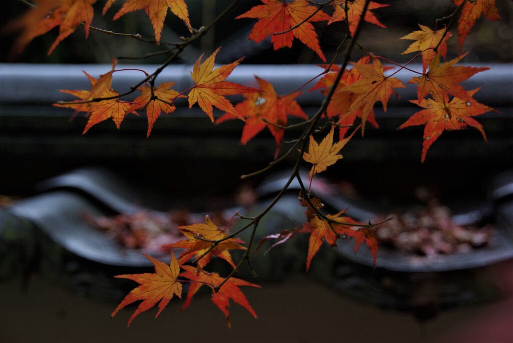 山寺の紅葉色ずく。。。！