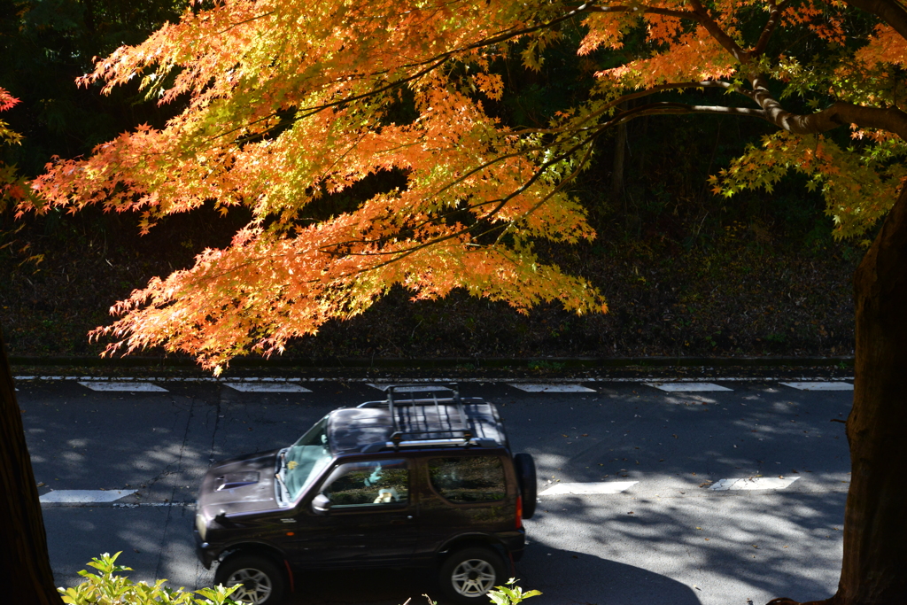 秋を駆け抜けて　。。。！