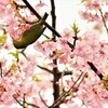 春の伝道師たち　②。。。！