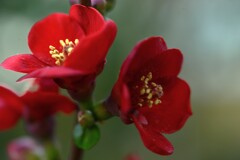 庚申庵．．春の讃歌　①。。。！