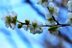 春を夢見て　①。。。！