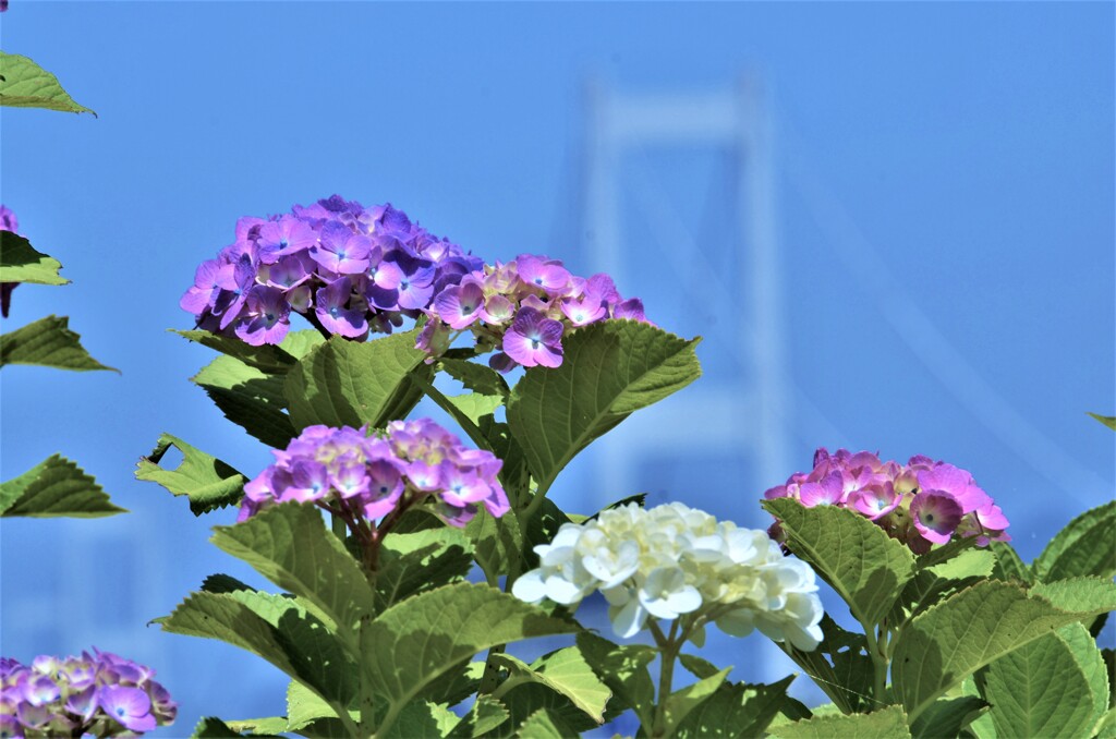 来島海峡大橋と紫陽花。。。！