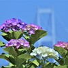 来島海峡大橋と紫陽花。。。！