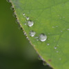 雨粒メロディー　①。。。！