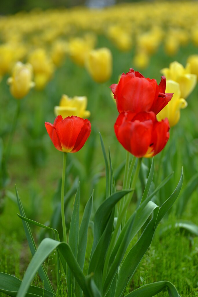 春の讃歌　⑤。。。！