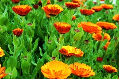春の花友達　③。。。！