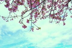 さくらが降る日　➁。。。！