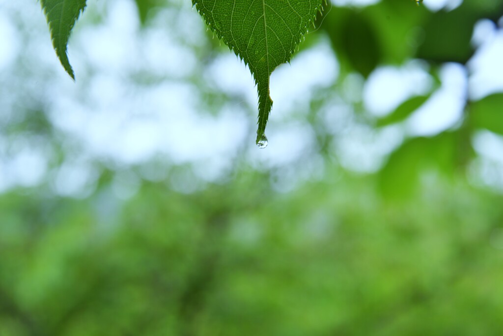 雨の日の情景　②。。。！
