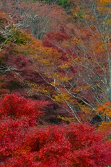 秋衣　②。。。！