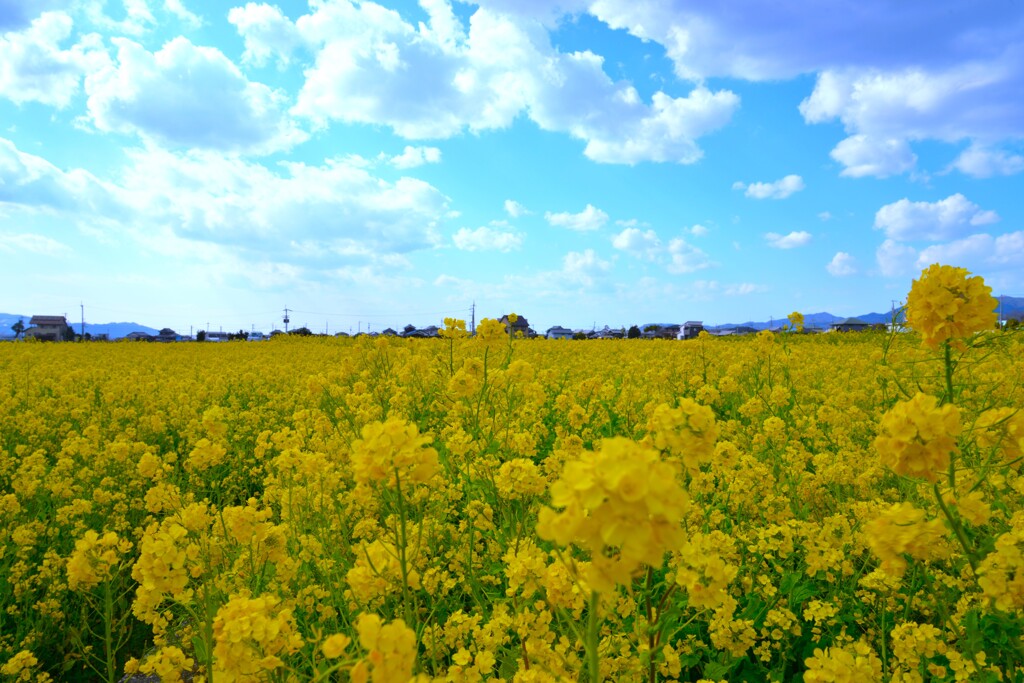 黄色の絨毯　④。。。！