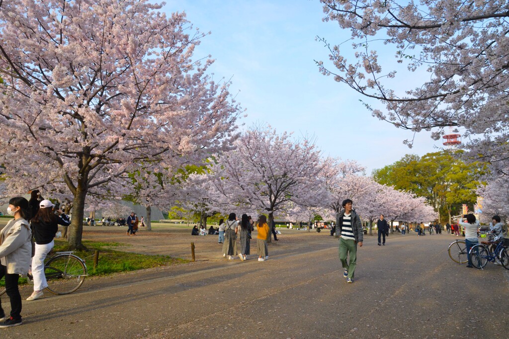 城山公園．．百花繚乱　④。。。！