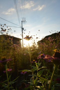 夕陽にキラキラ煌めく　①。。。！