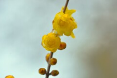 優しく春を告げる　②。。。！