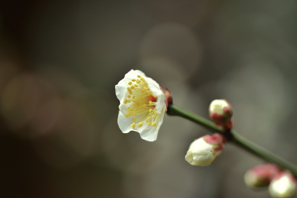 春を忘れず　①。。。！