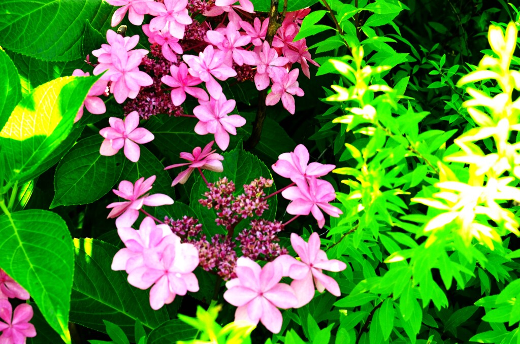 赤い紫陽花　➂。。。！