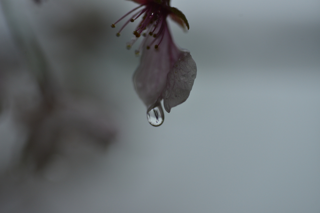 哀花．．桜の涙　①。。。！