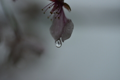 哀花．．桜の涙　①。。。！
