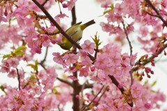 春の伝道師たち　③。。。！