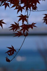 しまなみの秋　➂。。。！