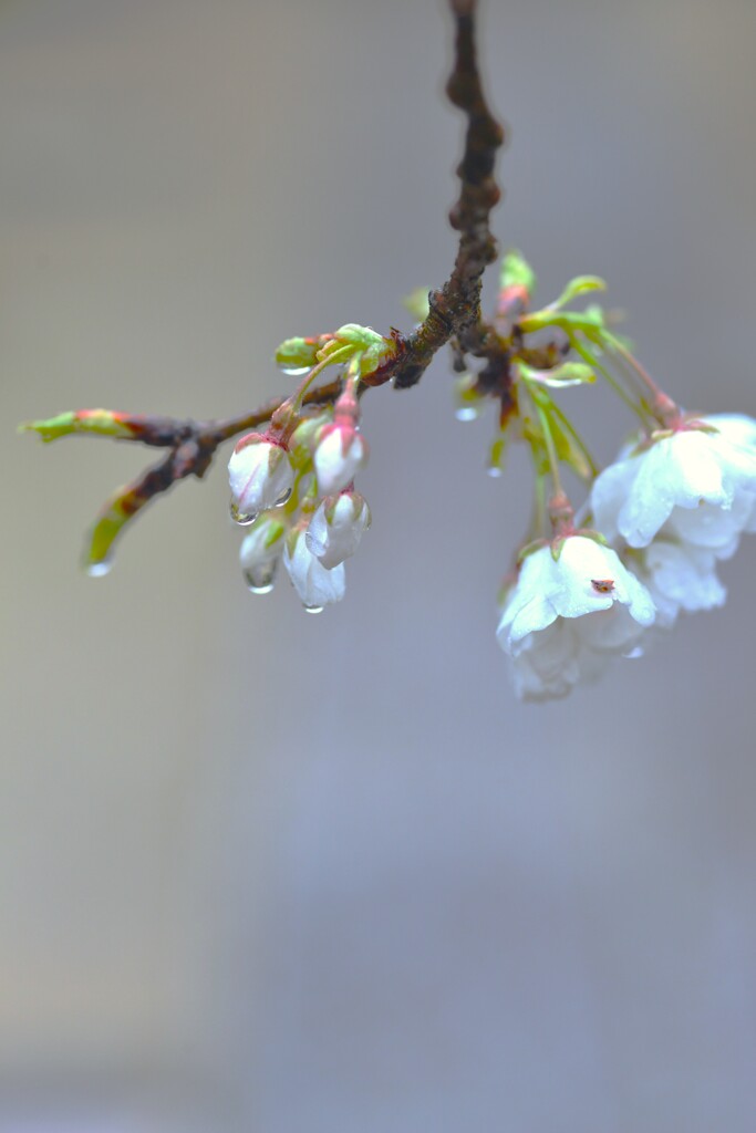 柔らかな真珠　➂。。。！