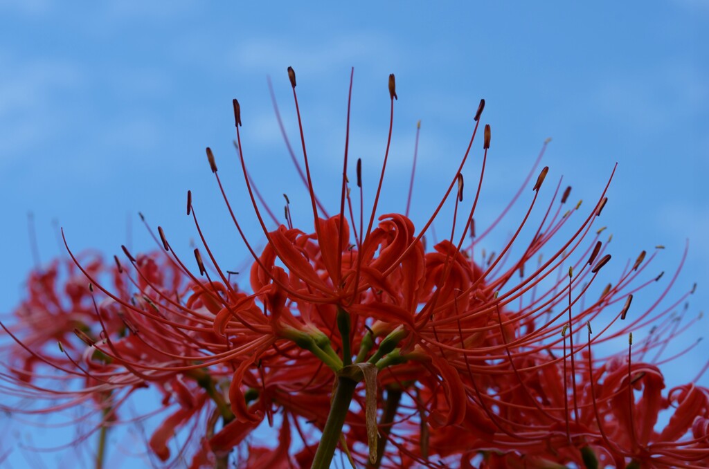 穂りと彼岸花　➂。。。！