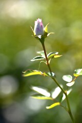 窓辺の花たち　④。。。！