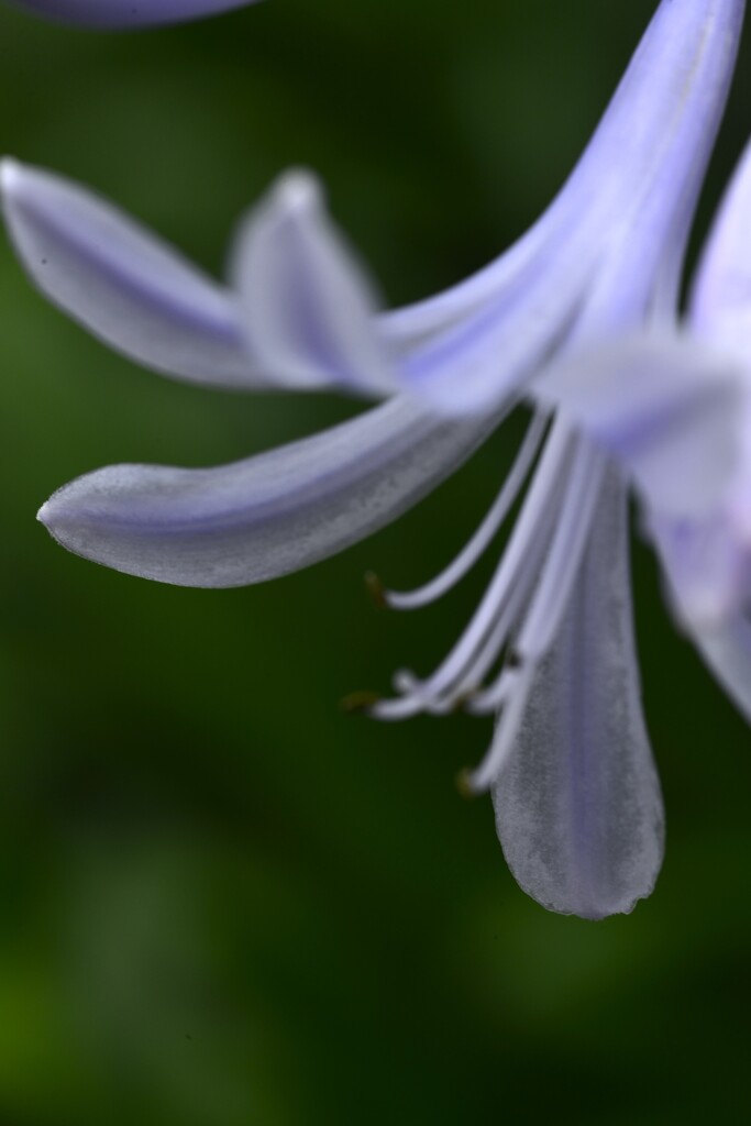 ラッパ吹きの恋　①。。。！