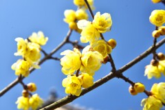 春よ来い早く来い　④。。。！