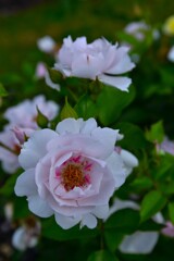 福山バラ公園　➂。。。！