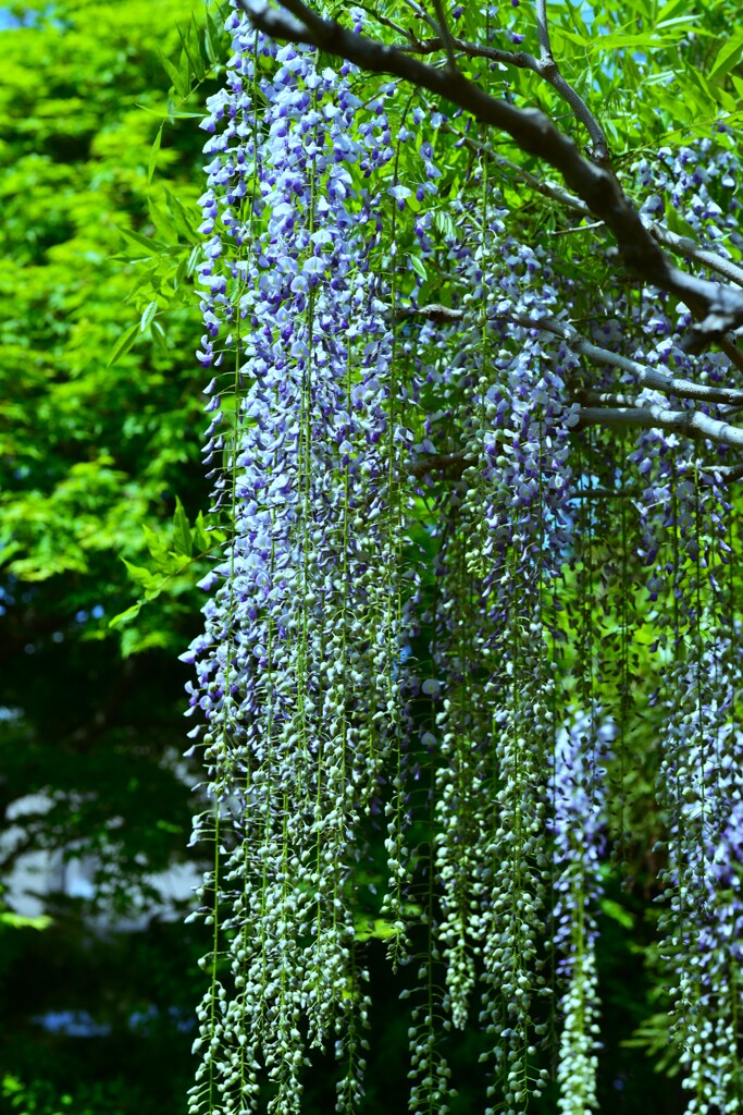 妖艶な紫雲　➂。。。！