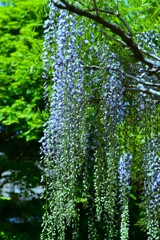 妖艶な紫雲　➂。。。！